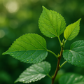 Kuwa Leaf Basics Category
