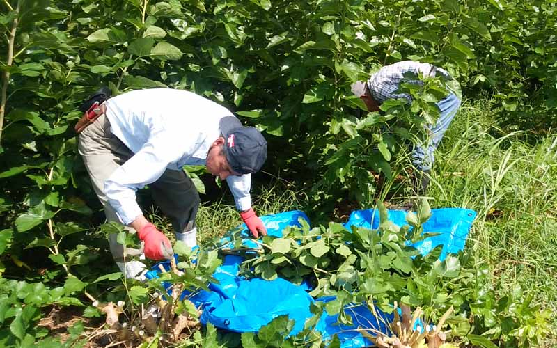 Kuwa Harvest